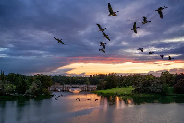 A flock of Canada Geese fly against the sunset over Blenheim Palace and Estate in Oxfordshire, UK on September 27, 2023. (Photo by Pete Seaward/The Guardian)
