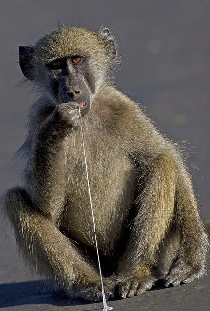 This young baboon was fascinated when it found a discarded lump of chewing gum, in the Kruger National Park, South Africa. Photographer Mark Chertkow, who was driving, stopped and quickly snapped the ape as it pulled on the gum, appearing to taste it. (Photo by Mark Chertkow/Solent News/Splash News)