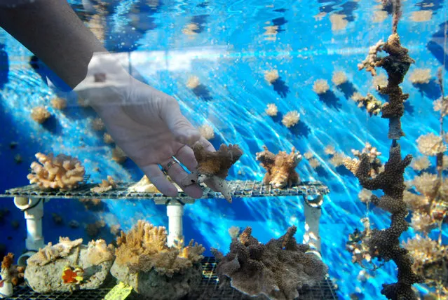 Zac Forsman, a coral recovery specialist with the state of Hawaii, holds a piece of coral he and a team of scientists have been growing at the Anuenue Fisheries Research Center's coral nursery in Honolulu, Thursday, February 11, 2016. Most of Hawaii's species of coral is unlike other coral around the world in that it grows very slowly, making restoration projects for endangered reefs in the state difficult. But state officials have come with a plan to grow large chunks of coral in a fraction of the time it would normally take. (Photo by Caleb Jones/AP Photo)