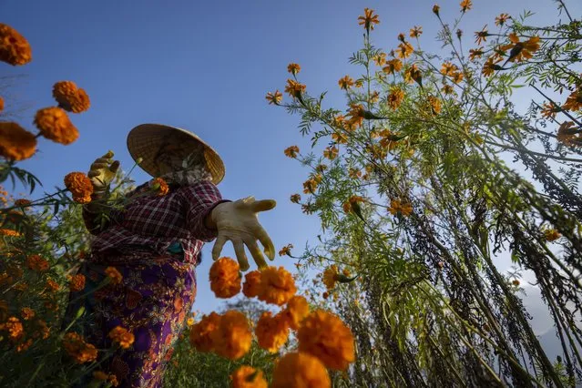 A farmer picks marigold flowers to make garlands to sell for the upcoming Tihar festival, on the outskirts of Kathmandu, Nepal, Friday, November 10, 2023. Marigold garlands are used as offerings to Hindu deities as well as for decorative purposes during Tihar festival. (Photo by Niranjan Shrestha/AP Photo)