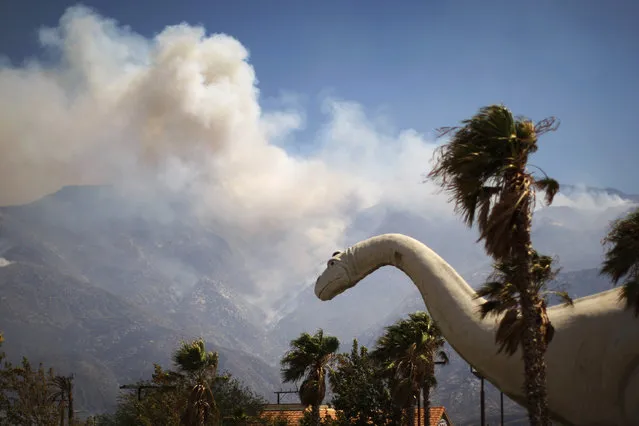 Smoke from the Silver Fire rises up the San Jacinto Mountains behind one of the Cabazon Dinosaurs, a roadside attraction also known as Claude Bell's Dinosaurs, in the community of Cabazon near Banning, California, August 8, 2013. (Photo by David McNew/Reuters)