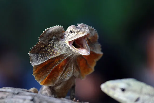 A frilled dragon displays its threatening posture in Batam, Indonesia on November 4, 2016. (Photo by Sijori Images/Barcroft Images)