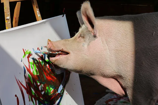 Pigcasso, a rescued pig, paints on a canvas at the Farm Sanctuary in Franschhoek, outside Cape Town, South Africa on February 21, 2019. (Photo by Sumaya Hisham/Reuters)