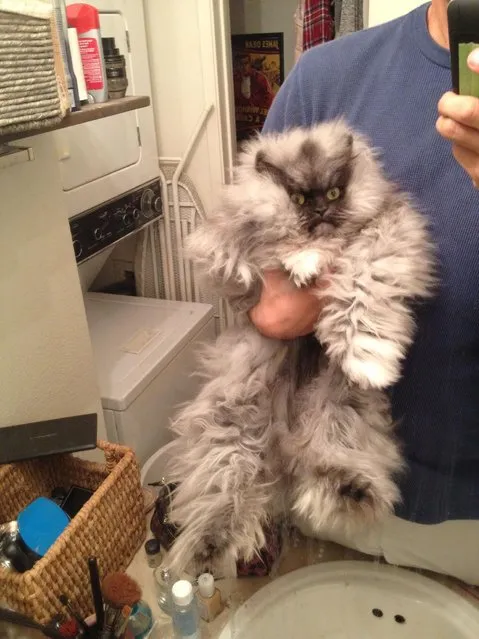 Internet Mourns Death Of Colonel Meow