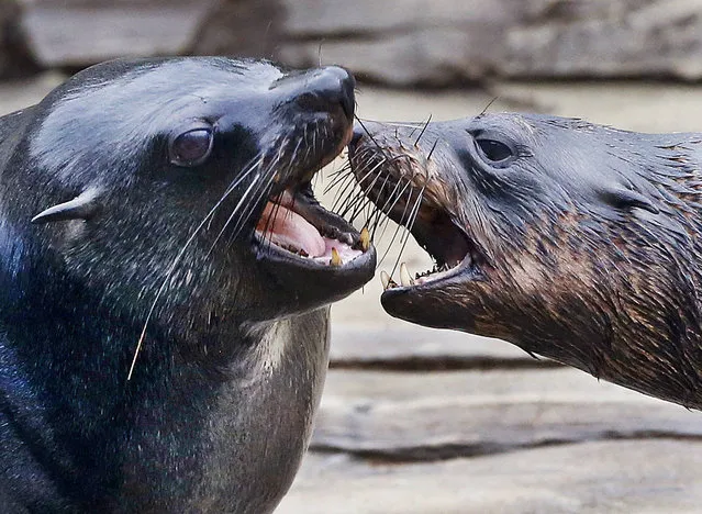 Two seals have an argument at the zoo in Frankfurt, Germany, Friday, February 3, 2017. (Photo by Michael Probst/AP Photo)