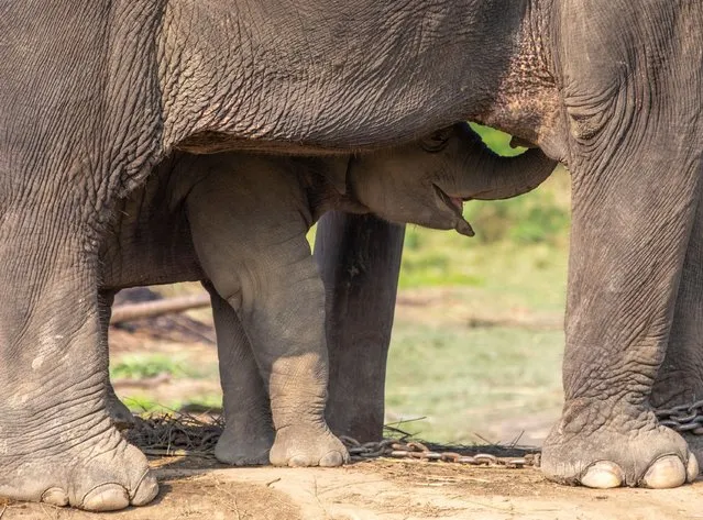 A six-months-old elephant calf drinks milk from its mother at an elephant breeding center in Chitwan, Nepal, 31 October 2021 (issued 02 November 2021). Chitwan is one of the major tourist destinations in Nepal and popular zone for wild life sightseeing in Chitwan National Park. (Photo by Narendra Shrestha/EPA/EFE)