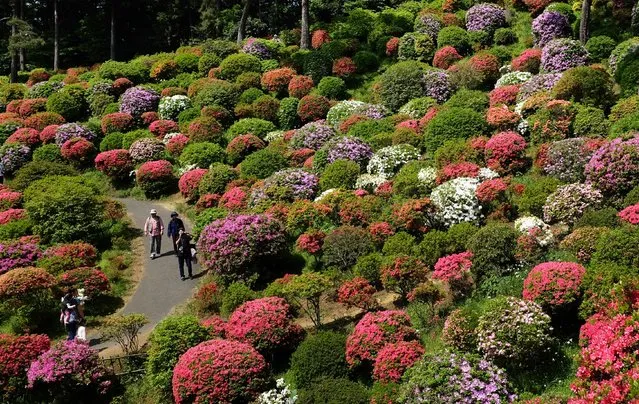 Visitors stroll through a garden with colourful azalea bushes in full bloom at Shiofune-kannonji temple in Ome City, Tokyo on May 3, 2015. During the azalea festival, thousands of people come to enjoy the view. (Photo by Kazuhiro Nogi/AFP Photo)