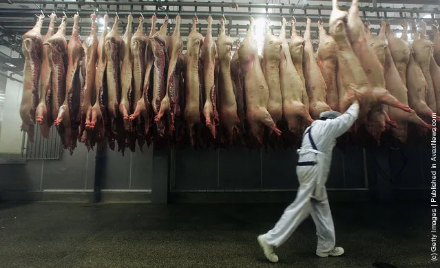 A butcher handles slaughtered pigs