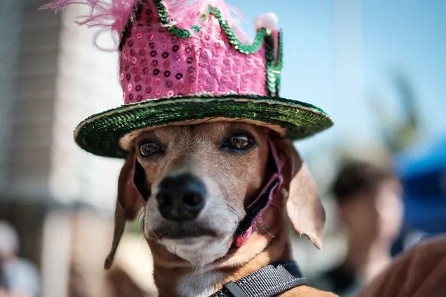 A dog dressed in costume is seenduring the Rio Dog Carnival, known as the Blocao – with “bloco” meaning street party and “cao” dog, during pre- carnival celebrations at Copacabana beach in Rio de Janeiro, Brazil, on February 19, 2017. (Photo by Yasuyoshi Chiba/AFP Photo)