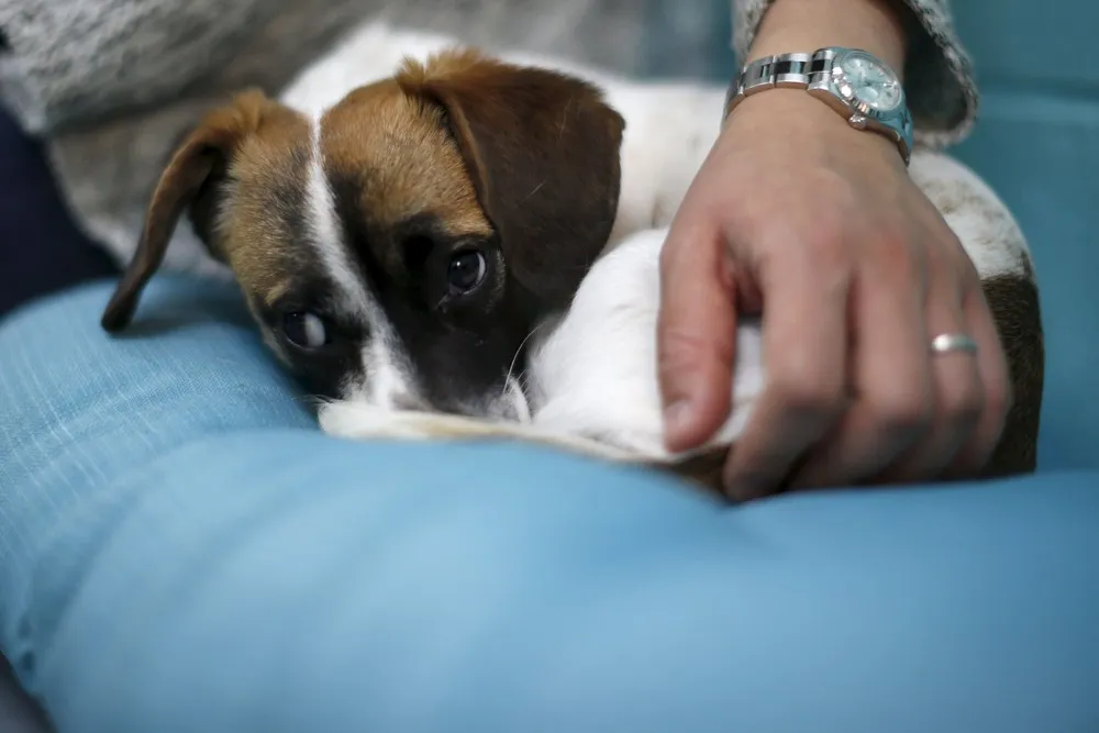 America's First Dog Cafe Opens in Los Angeles