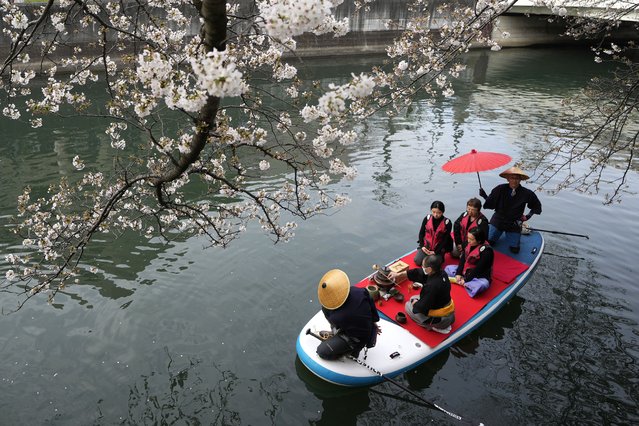 People on a boat enjoy a Japanese tea ceremony under the cherry blossoms, in a river of Yokohama, near Tokyo, Saturday, April 6, 2024. (Photo by Shuji Kajiyama/AP Photo)