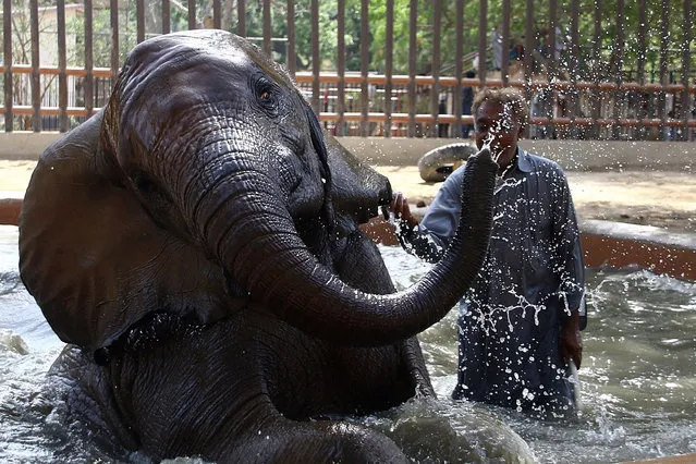 A worker splashes water on elephants to cool them off, the zoo of Karachi, Pakistan, 22 April 2016. Caretakers at Karachi's zoo were working to keep animals cool during a deadly heatwave affecting southern Pakistan. Large animals, including elephants from Tanzania, white lions, and tigers from Bengalm, have been deeply distressed due to the “unbearable” heat. (Photo by Shahzaib Akber/EPA)
