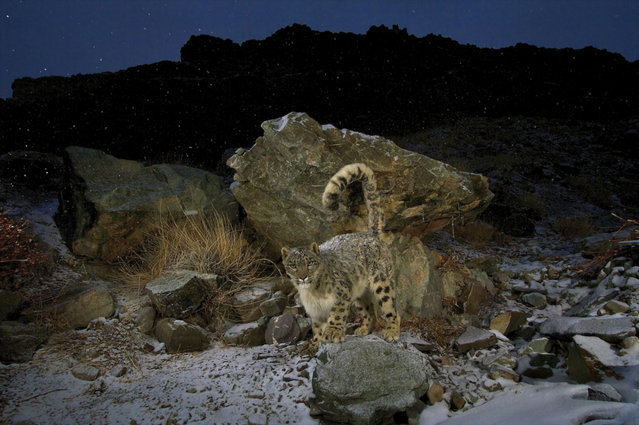 Snow leopards were Winter's ticket to fame. In 2008, he captured the first intimate portraits of the world's most elusive cats – in the brutal, 15,000-foot cold of the Himalayas. (Photo by Steve Winter/National Geographic)