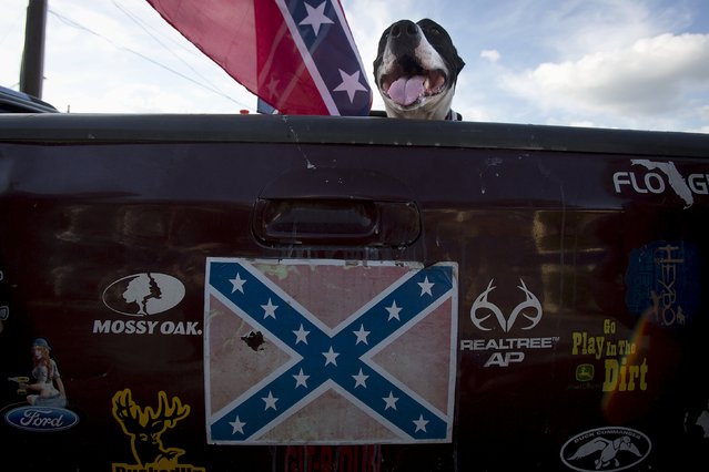 A dog sits in the back of a pickup truck before a “Ride for Pride” event to show support for the Confederate flag in Brandon, Hillsborough County, June 26, 2015. (Photo by Carlo Allegri/Reuters)