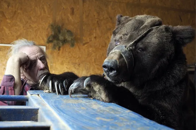 Animal tamer Pavel Kudrya with a circus bear at his dacha, a country house, in the Kalachyovsky District, Volgograd, Russia on March 17, 2017. Kudrya keeps two bears that performed in the Russian Bears show at his dacha after a downsize in the Russian State Circus Company (Rosgostsirk) in 2014. (Photo by Dmitry Rogulin/TASS)