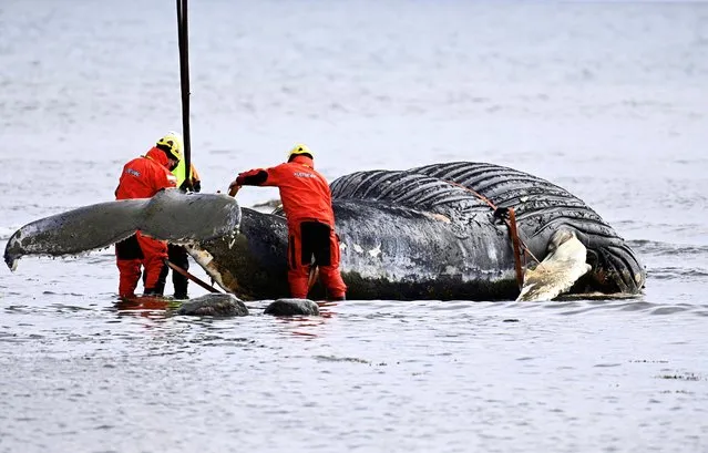 A young humpback whale stranded near Segerstad Lightohuse on Öland, outside Sweden's eastcoast, is being lifted out of the water and transported to an incineration facility, on May 3, 2021. (Photo by Suvad Mrkonjic/TT News Agency via AFP Photo)