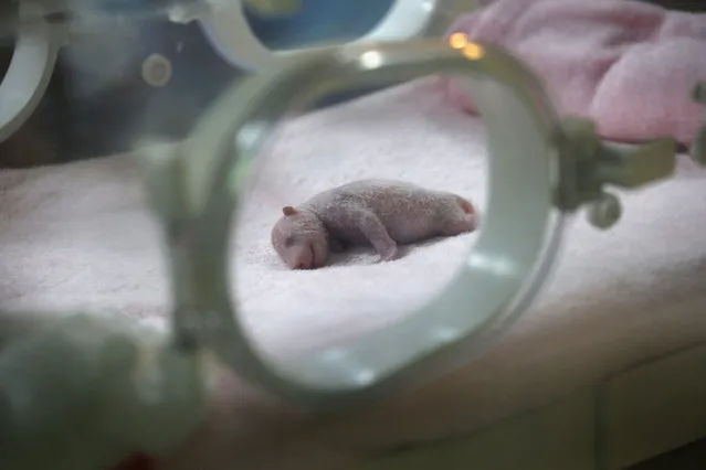 A week-old panda cub sleeps in an incubator at the Chengdu Research Base of Giant Panda Breeding on June 30, 2015 in Chengdu, China. The twin female cubs were born by artificial insemination to seven-year-old Kelin on June 22. China's Sichuan province is home to the majority of the the world's nearly 1,900 endangered giant pandas. (Photo by John Moore/Getty Images)