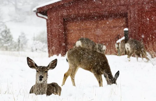 Mule deer are seen in the snow during a late spring snow storm in Golden, Colorado May 11, 2014.  A Mother's Day snowstorm blanketed the Northern Rockies on Sunday, prompting road closures in Colorado and Wyoming, and the same weather system prompted tornado watches in several Midwestern states as it moves eastward, officials said. (Photo by Rick Wilking/Reuters)