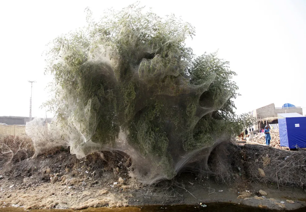 Spiderweb Cocooned Trees in Pakistan