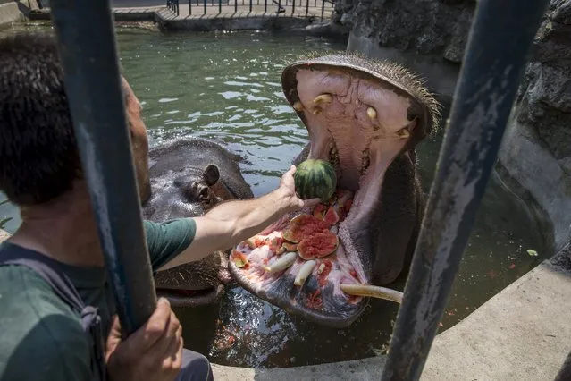 A zookeeper feeds a hippopotamus with a watermelon in its enclosure in Belgrade's zoo, Serbia July 20, 2015. (Photo by Marko Djurica/Reuters)