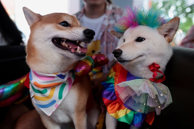 Dogs with rainbow-coloured costumes are seen at an LGBTQ+ Pride parade to celebrate after Thailand's passing of the marriage equality bill, which made it Asia's third territory to legalise same-s*x unions, in Bangkok, Thailand, on June 30, 2024. (Photo by Patipat Janthong/Reuters)