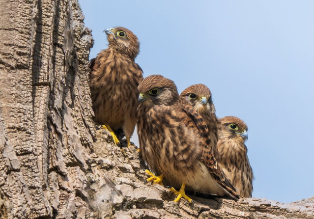 Kestrel chicks on a farm near Much Wenlock, Shropshire, UK on July 23, 2024. (Photo by Andrew Fusek Peters/South West News Service)