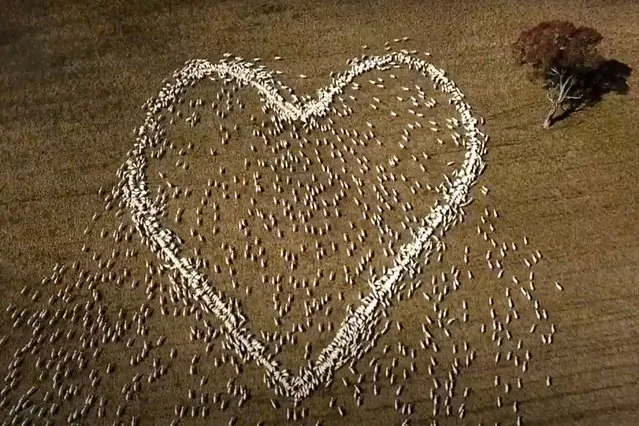 In this image taken from video, sheep form the shape of a heart in a field in Guyra, northern New South Wales, Australia, Thursday, August 5, 2021. Ben Jackson, a sheep farmer stuck in lockdown, was unable to attend his aunt's funeral, has honored her memory with the ultimate tribute, sheep organized in the shape of a love heart. (Photo by Ben Jackson via AP Photo)