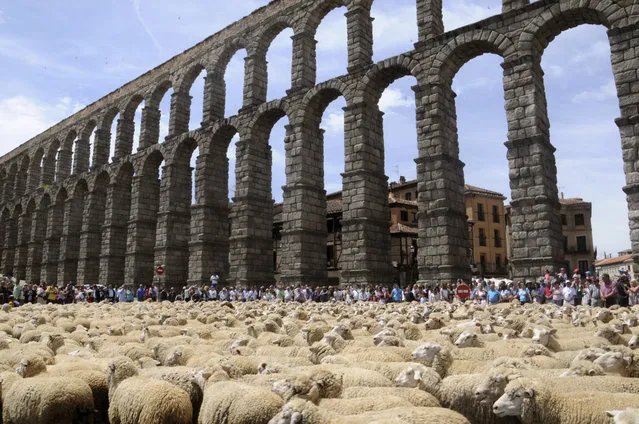 750 sheep arrive to the aqueduct of Segovia, Spain, 05 June 2016, during the 4th Transhumance Fair. (Photo by Pablo Martin/EPA)
