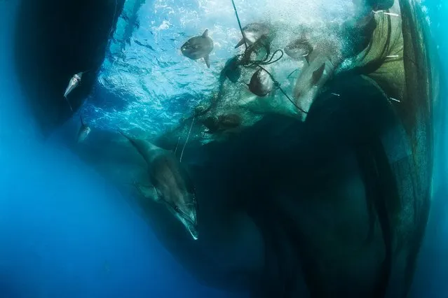 A dolphin is caught in a net, taken in Camogli, Italy, July 2016. Two dolphins had a lucky escape after getting caught in a traditional fishing net. The moment was photographed in the Ligurian Sea between Camogli and Punta Chiappa by underwater photojournalist, Isabella Maffei. The traditional fishing method is called “tonnarella”, and uses a variety of chambers to disorientate and trap the fish. The method is accepted in protected areas as it doesn't damage the environment and selectively catches fish. (Photo by Isabella Maffei/Barcroft Images)