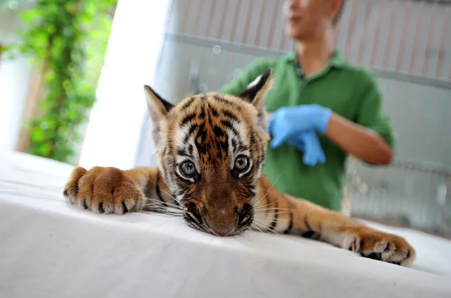 A South China Tiger cub meets public at Guangzhou Zoo on June 22, 2017 in Guangzhou, Guangdong Province of China. Guangzhou Zoo boasts of the successful breeding of South China Tiger cub after 15 years. (Photo by VCG/VCG via Getty Images)