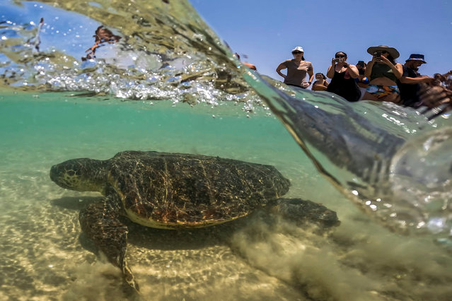 People gather to watch a sea turtle released into the Mediterranean Sea at Beit Yanai beach, Israel, on World Sea Turtle Day Friday, June 16, 2023. Some 18 sea turtles who had been injured at sea were released at Beit Yanai beach after rehabilitation at the National Sea Turtle Rescue Center. (Photo by Ariel Schalit/AP Photo)