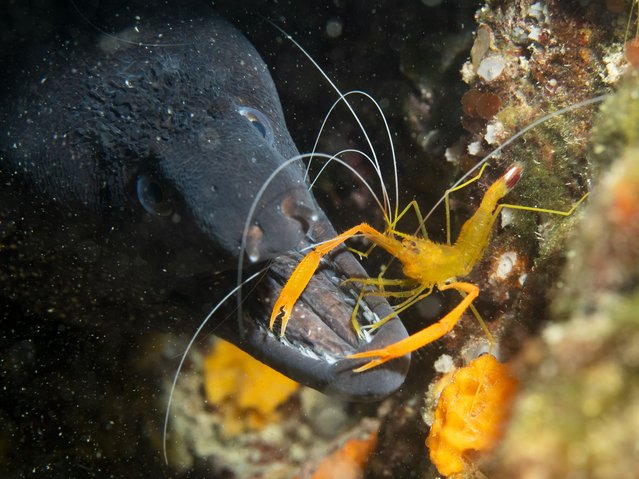 A Stenopus spinosus, a decapod crustacean, cleans the teeth of a Mediterranean moray eel, Muraena helena, in the Aegean Sea off the coast of Cesme, Izmir, Turkey, Thursday, July 25, 2024. (Photo by Serkan Gurbuz/AP Photo)