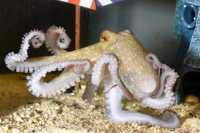 The four month old baby octopus “Jonas” swims in the kindergarten aquarium at the 'Sea Life' aquarium in Berlin, Germany, 05 August 2015. The species “octopus vulgaris” can reach a span of up to one meter. Jonas will be featured during the general exhibition at the 'Sea Life' aquarium in the next few weeks. (Photo by Jens Kalaene/EPA)