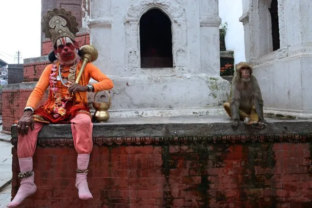 A sadhu, Hindu holy man dressed as Hanuman, the Hindu monkey god, looks on while sitting next to a macaque monkey at the Pashupatinath Temple in Kathmandu, July 15, 2014. (Photo by Prakash Mathema/AFP Photo)