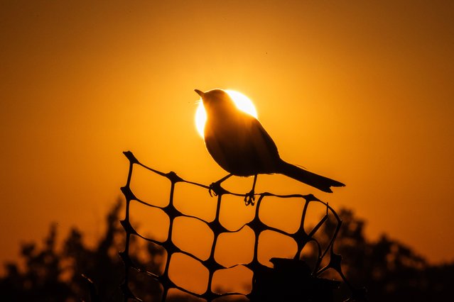 A northern mockingbird beside the Mississippi river which runs through New Orleans, Louisiana on October 22, 2024. (Photo by Jack Hill/The Times)