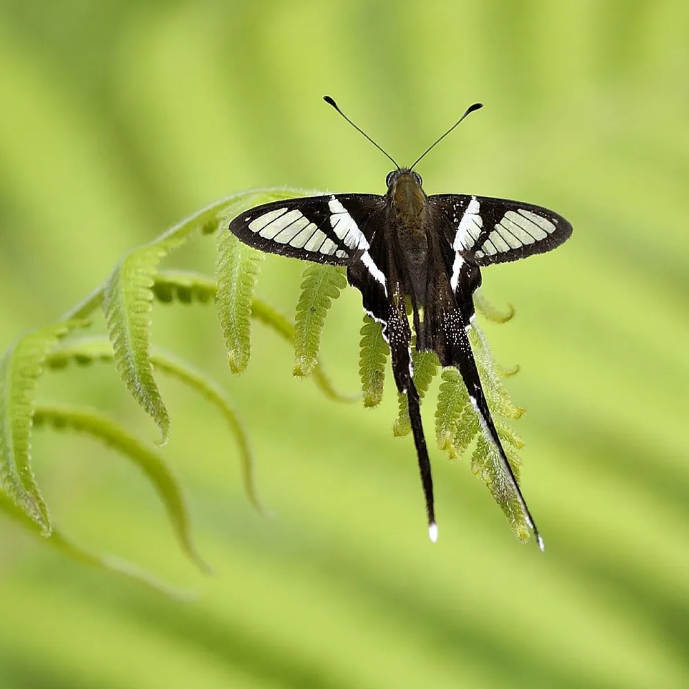 The White Dragontail (Lamproptera curius)