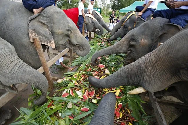 Elephants eat fruits and vegetables at Winga Baw Elephant Conservation Camp during the ceremony to mark World Elephant Day at Bago Region, Myanmar, 12 August 2017. (Photo by Lynn Bo Bo/EPA/EFE)
