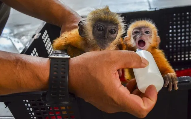 Officers of the Natural Resources Conservation Office give milk to Lutung babies in Pekanbaru City, Indonesia on April 1, 2020. There are three Lutung babies that have been rescued by officers from the illegal trade. (Photo by Yurifha/Opn Images/Barcroft Media via Getty Images)