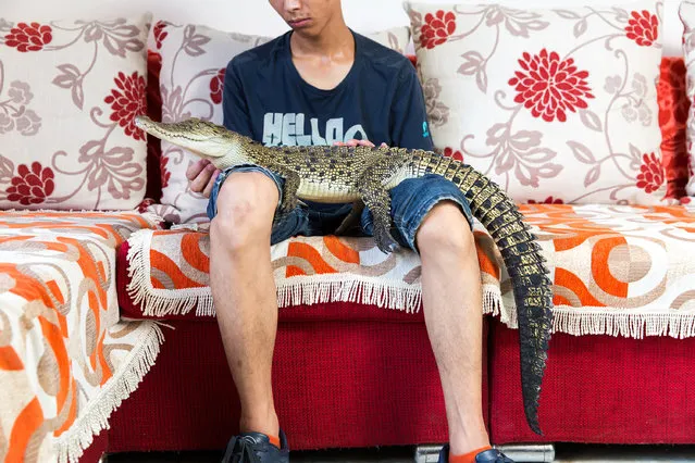 A dramatic rise in owning exotic pets in China is fuelling global demand for threatened species. The growing trade in alligators, snakes, monkeys, crocodiles and spiders is directly linked to species loss in some of the world’s most threatened ecosystems. Here: Shao Jian Feng, 26, with a saltwater crocodile (Crocodylus porosus) in his home in Beijing. When fully grown this juvenile can reach up to six metres, making it the largest reptile in the world. He owns five crocodilians and two large snakes. “There are 23 crocodilian species in the world. We hope to collect all of them”, he says. Saltwater crocodiles can retail for up to 9,000 RMB ($1,500). In the wild, they are found mainly in south-east Asia and northern Australia. (Photo by Sean Gallagher/The Guardian)