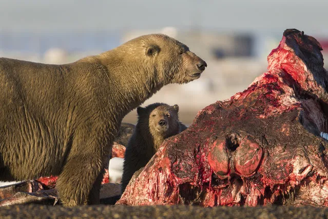 Polar bears prepare to feast on the remains of a bowhead whale, harvested legally by whalers during their annual subsistence hunt, just outside the Inupiat village of Kaktovik, Alaska, USA, 10 September 2017. (Photo by Jim Lo Scalzo/EPA/EFE)