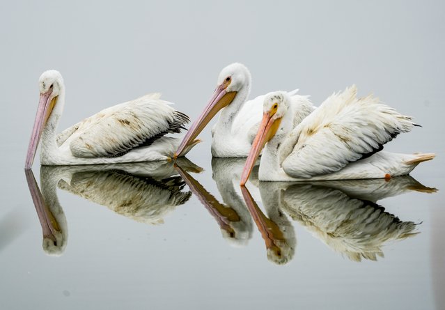 White Pelicans are reflected in the waters of the Viera Wetlands in Viera, Fl. on December 30, 2024. (Photo by USA Today)
