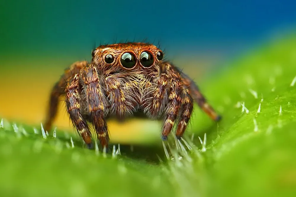 Close-Up World of a Spider's Eyes