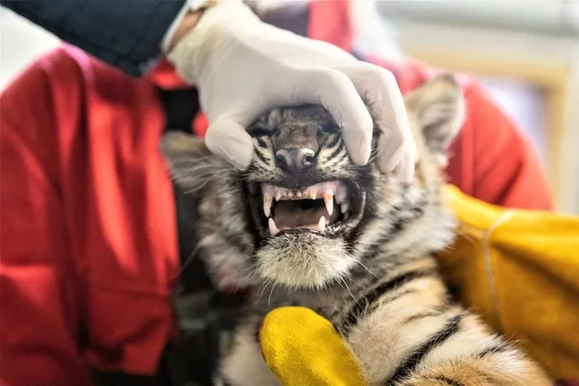 One of three Sumatran tiger cubs gets a health check by a vet at ZSL London Zoo on September 21, 2022. The results will be added to the Zoological Information Management System, a database shared with zoos all over the world that helps to compare important information on thousands of endangered species. (Photo by ZSL London Zoo/PA Wire Press Association)