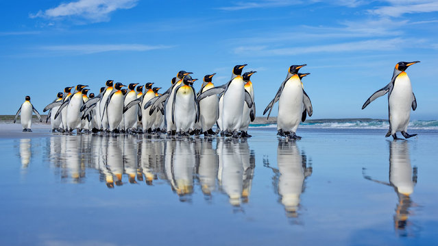 Penguins play “follow the leader” at Volunteer Point in the northeast of East Falkland, the largest king penguin colony in the Falkland Islands in the last decade of January 2025. (Photo by Olav Thokle/Solent News)