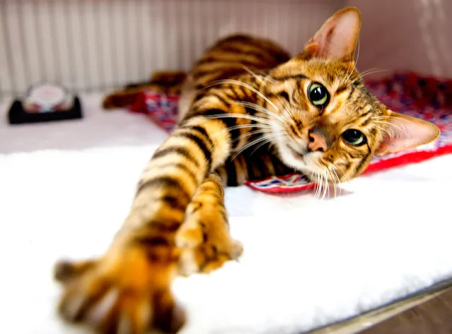 A Toyger Cat participates in the GCCF Supreme Cat Show at National Exhibition Centre on October 28, 2017 in Birmingham, England. (Photo by Shirlaine Forrest/WireImage)