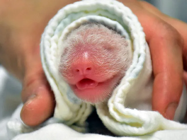 This handout photo taken on June 28, 2020 and received on June 29, 2020 shows a newborn baby panda at the Taipei Zoo in the Taiwan capital after the yet-unnamed-cub, weighing 186 grammes, was born after a five-hour labour. A giant panda gifted by China to Taiwan in late 2008 gave birth to a second female cub after being artificially inseminated, the Taipei Zoo announced on June 29. (Photo by Taipei Zoo/Handout via AFP Photo)