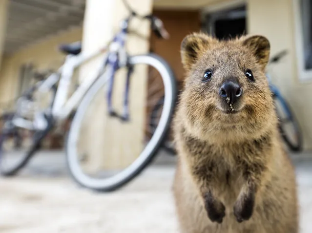 Quokka The Happiest Animal in the World