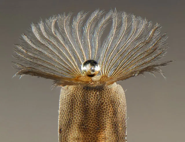 Air pearl in the middle of larva Stratiomyidae resp iratory fringe (Diptera aquatic larva);  Stereomicroscopy, 30X. DREAL de Basse-Normandie, Caen, France. (Photo by Fabrice Parais/Nikon Small World 2014)