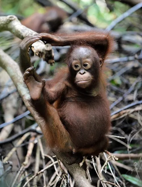 This picture taken on August 4, 2016 shows an orphan orangutan baby playing in a tree whilst attending “jungle school” at the International Animal Rescue centre outside the city of Ketapang in West Kalimantan. (Photo by Bay Ismoyo/AFP Photo)