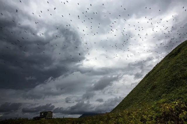 Seagulls circle over an abandoned country house on the coast of the Okhotsk Sea outside Yuzhno-Kurilsk, the main settlement on the Southern Kurile island of Kunashir September 16, 2015. (Photo by Thomas Peter/Reuters)